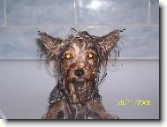 Jork��rsk� terier, Yorkshire Terrier,