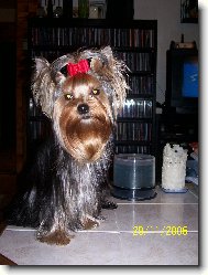 Jork��rsk� terier, Yorkshire Terrier,