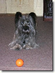 Skye Terrier