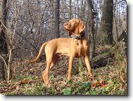 R�vidsz�r� Magyar Vizsla, Hungarian Short-haired Pointing Dog