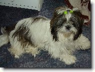 �icu, Shih-Tzu