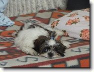 �icu, Shih-Tzu