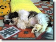�icu, Shih-Tzu