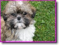 �icu, Shih-Tzu