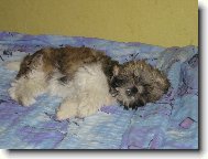 �icu, Shih-Tzu