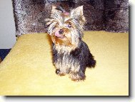 Jork��rsk� terier, Yorkshire Terrier,