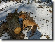 R�vidsz�r� Magyar Vizsla, Hungarian Short-haired Pointing Dog