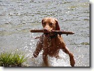 R�vidsz�r� Magyar Vizsla, Hungarian Short-haired Pointing Dog