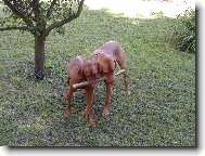 R�vidsz�r� Magyar Vizsla, Hungarian Short-haired Pointing Dog