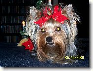 Jork��rsk� terier, Yorkshire Terrier,