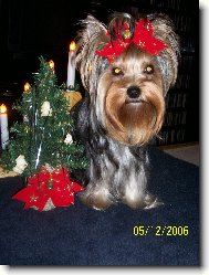 Jork��rsk� terier, Yorkshire Terrier,
