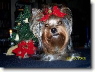 Jork��rsk� terier, Yorkshire Terrier,