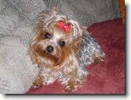Jork��rsk� terier, Yorkshire Terrier,