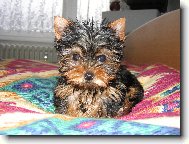 Jork��rsk� terier, Yorkshire Terrier,