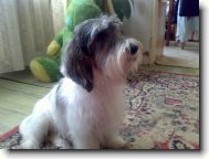 Petit Basset griffon vend�en, Petit Basset Griffon Vendeen