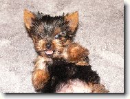 Jork��rsk� terier, Yorkshire Terrier,