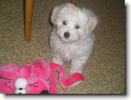 Bichon � poil fris�, Bichon Frise