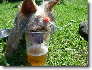Jork��rsk� terier, Yorkshire Terrier,