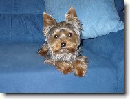 Jork��rsk� terier, Yorkshire Terrier,