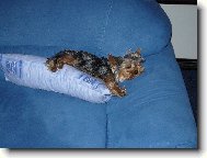Jork��rsk� terier, Yorkshire Terrier,