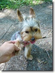Jork��rsk� terier, Yorkshire Terrier,