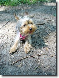 Jork��rsk� terier, Yorkshire Terrier,