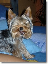 Jork��rsk� terier, Yorkshire Terrier,