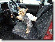 Jork��rsk� terier, Yorkshire Terrier,