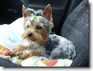 Jork��rsk� terier, Yorkshire Terrier,