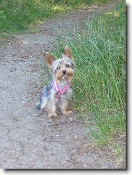 Jork��rsk� terier, Yorkshire Terrier,