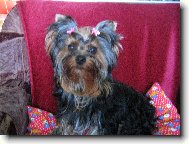 Jork��rsk� terier, Yorkshire Terrier,