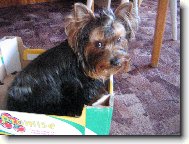 Jork��rsk� terier, Yorkshire Terrier,