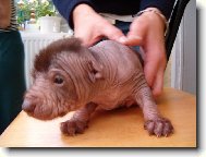 Perro Sin Pelo del Per�