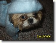 �icu, Shih-Tzu