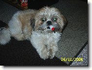 �icu, Shih-Tzu
