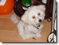 Bichon � poil fris�, Bichon Frise