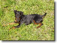 Deutscher Jagdterrier