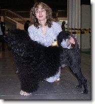 Cao de agua Portugu�s, Portuguese Water Dog