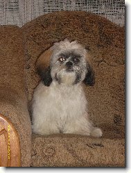 �icu, Shih-Tzu