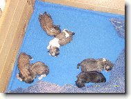 �icu, Shih-Tzu