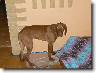 R�vidsz�r� Magyar Vizsla, Hungarian Short-haired Pointing Dog