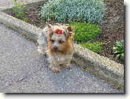 Jork��rsk� terier, Yorkshire Terrier,