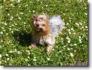 Jork��rsk� terier, Yorkshire Terrier,
