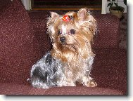 Jork��rsk� terier, Yorkshire Terrier,