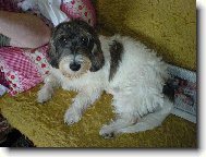 Petit Basset griffon vend�en, Petit Basset Griffon Vendeen