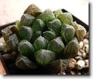 Haworthia