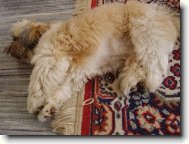 �icu, Shih-Tzu