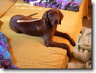 R�vidsz�r� Magyar Vizsla, Hungarian Short-haired Pointing Dog