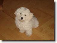 Bichon � poil fris�, Bichon Frise