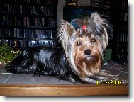 Jork��rsk� terier, Yorkshire Terrier,